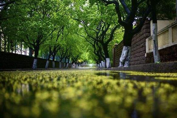 山东再添6个国家园林城市（县城） 总数量居全国第一