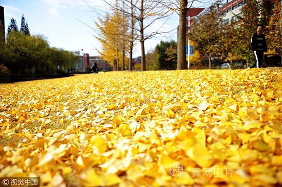 青岛:初冬第一场飘雪 校园落叶金黄