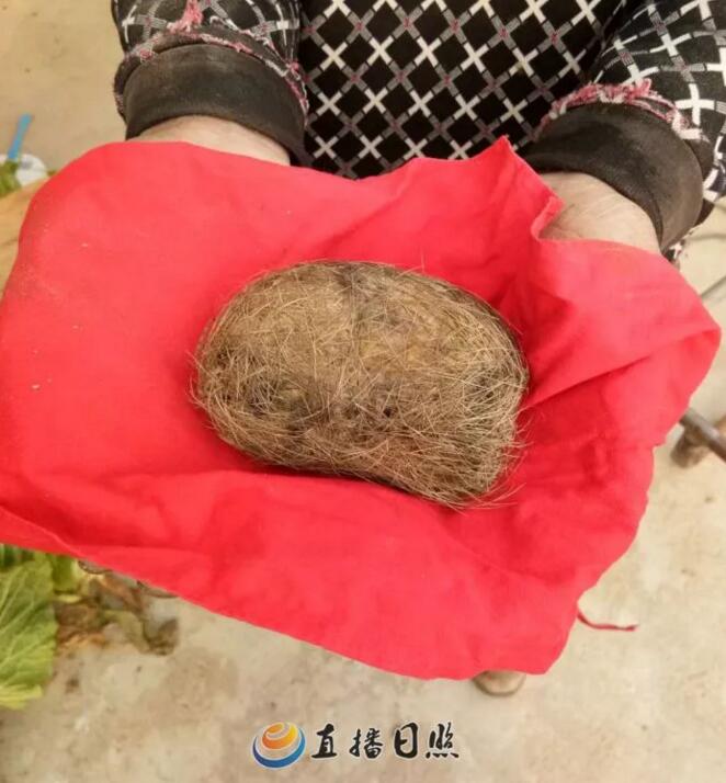 日照一农民杀猪疑获“猪宝” 想用来换套房