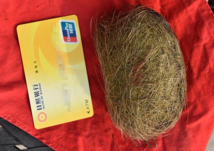 山东农民疑获猪宝 花近4万元验证140克“毛蛋”专家估价300万