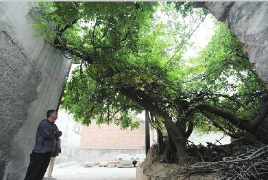 济南：百年紫藤守望古村