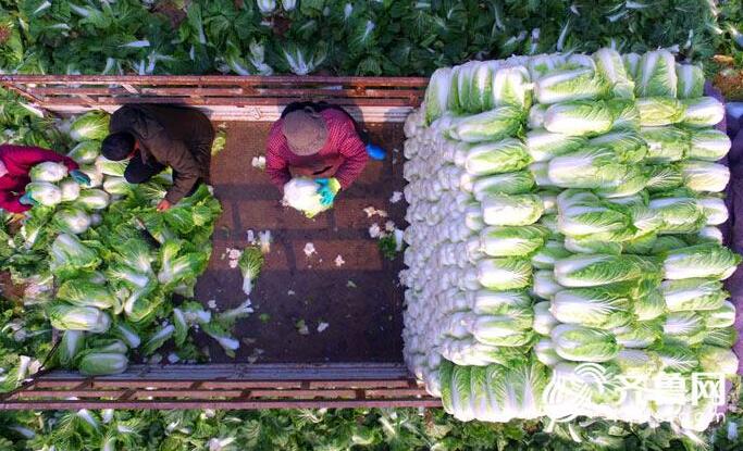 临沂郯城村民白菜丰收却滞销 两毛一斤无人问
