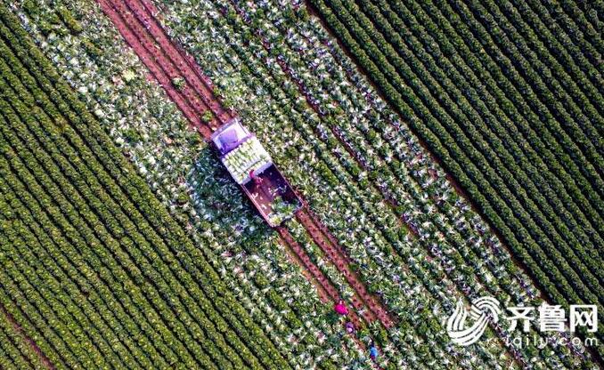 临沂郯城村民白菜丰收却滞销 两毛一斤无人问