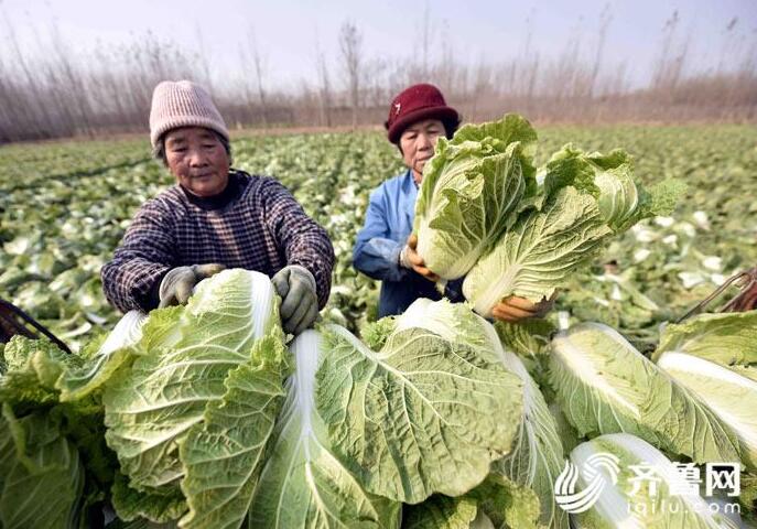 临沂郯城村民白菜丰收却滞销 两毛一斤无人问
