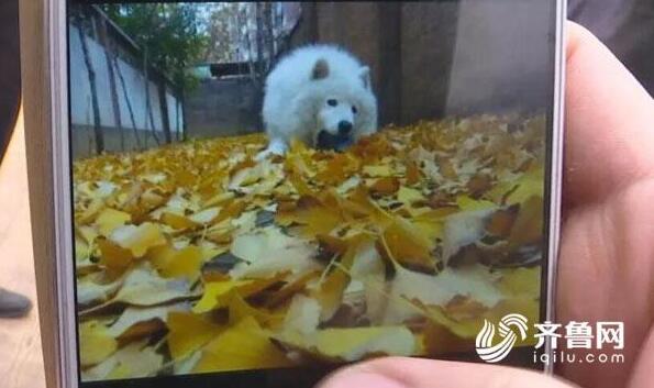 济南清波路多条宠物犬接连“中毒”死亡 警方已介入