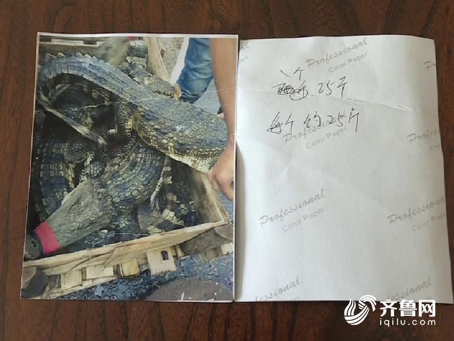 威海市民网购鳄鱼“尝鲜” 拆开快递却令人啼笑皆非