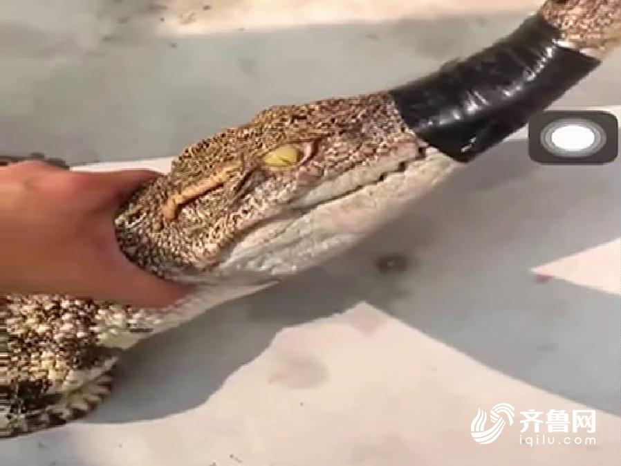 威海市民网购鳄鱼“尝鲜” 拆开快递却令人啼笑皆非