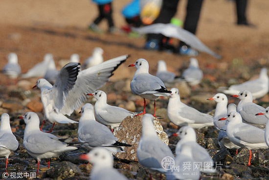 青岛：红嘴鸥与游人零距离接触互动 在栈桥景区卖萌讨饭吃
