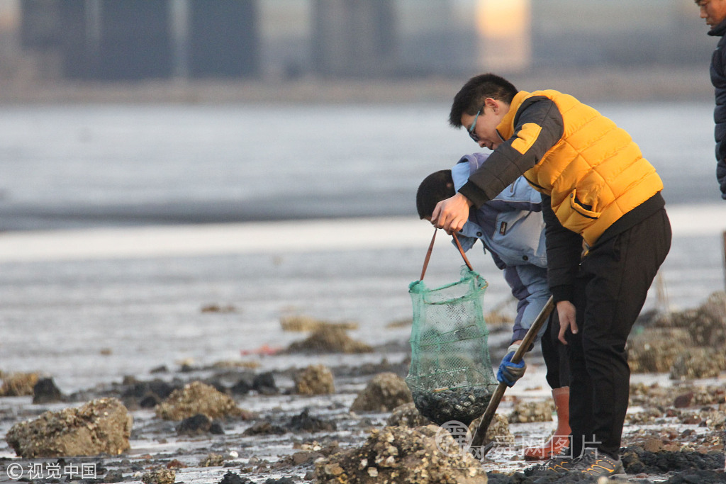 青岛:冬日赶海乐 蚬母海蛎子大丰收