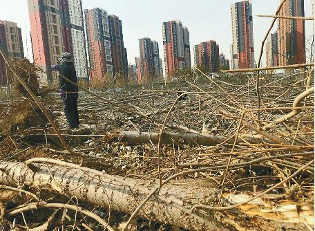 济南李家庄村20亩杨树林一夜被毁 村民称损失超20万元