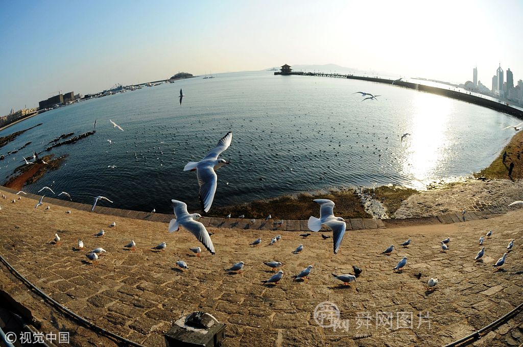 青岛进入最佳观鸟季 海鸥起舞醉夕阳