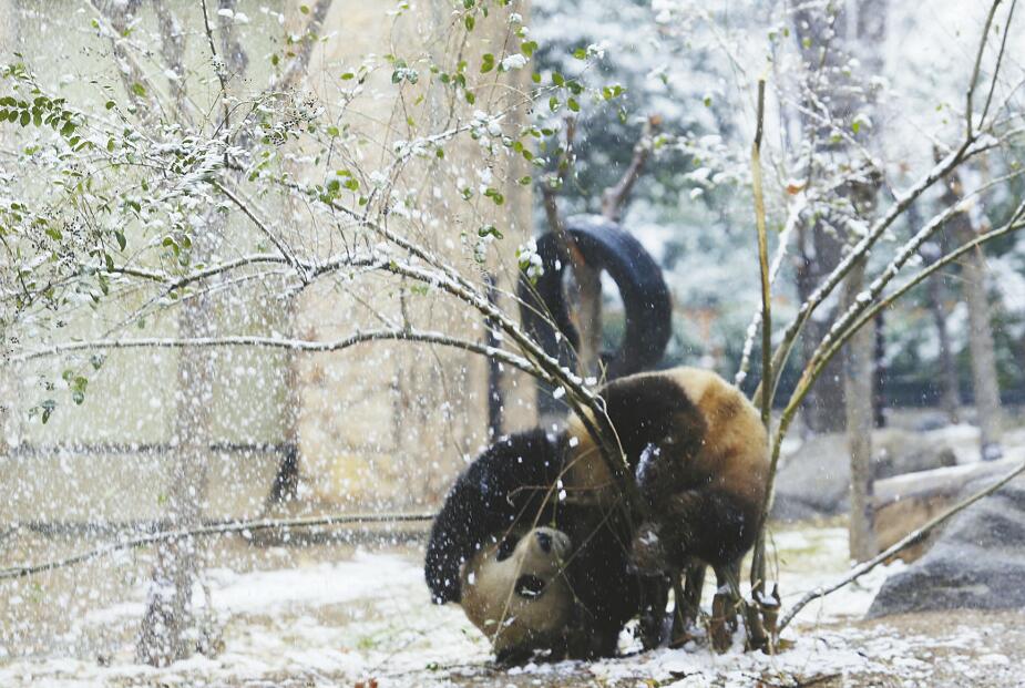 济南迎来今冬首场降雪 动物园里的大熊猫戏雪乐翻天