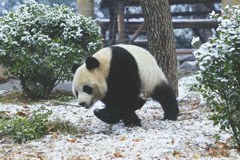济南迎来今冬首场降雪 动物园里的大熊猫戏雪乐翻天