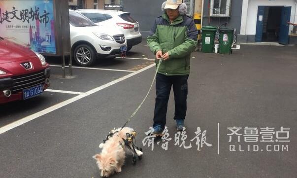 众人相助济南这个瘫痪小狗 借着护具它又能跑起来了