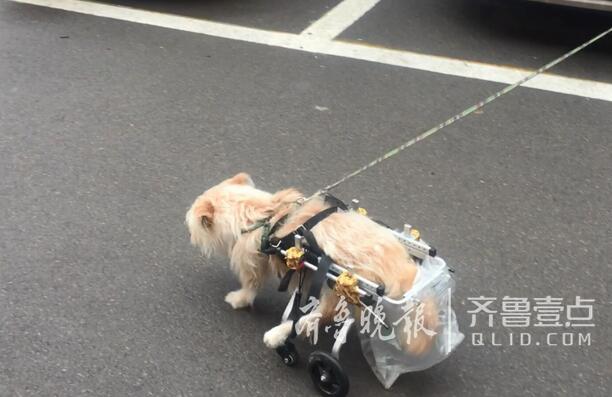 众人相助济南这个瘫痪小狗 借着护具它又能跑起来了