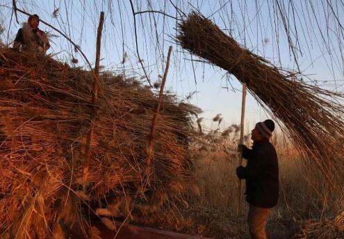 夫妇为给儿子娶妻泡冰水30多年 每天割3000斤芦苇月入超万元