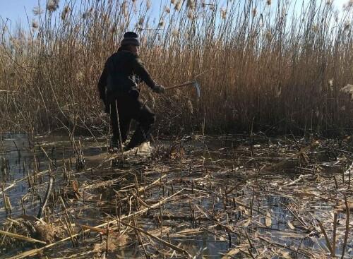 夫妇为给儿子娶妻泡冰水30多年 每天割3000斤芦苇月入超万元