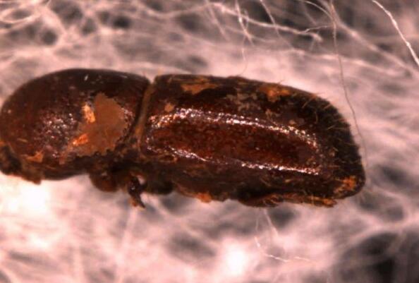 这两种被山东口岸截获的外来小虫危害超大