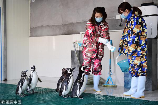 青岛女子饲养企鹅12年 忙碌时一个月回家一次