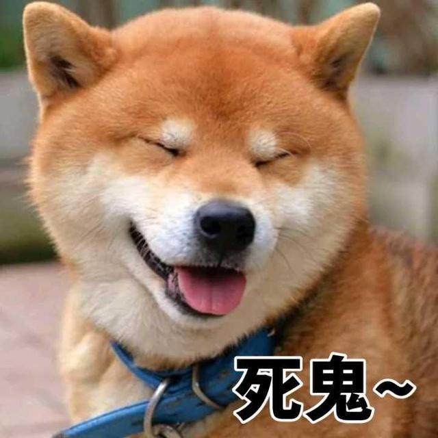 一大波柴犬表情来袭你的收藏夹准备好了表情包啵的动态啵啵图片
