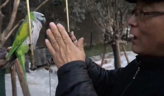 37岁鹦鹉会讲英语十秒内能说8句话 翠翠复读机相亲千次仍单身