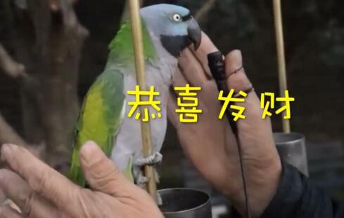 37岁鹦鹉会讲英语十秒内能说8句话 翠翠复读机相亲千次仍单身