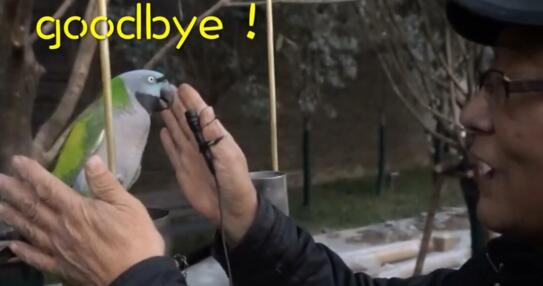 37岁鹦鹉会讲英语十秒内能说8句话 翠翠复读机相亲千次仍单身