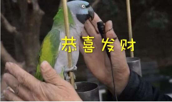 37岁鹦鹉会讲英语眼光高 一共能说80多句话