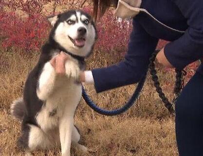 民警路上捡到迷路哈士奇 发“寻狗启示”大呼“养不起”