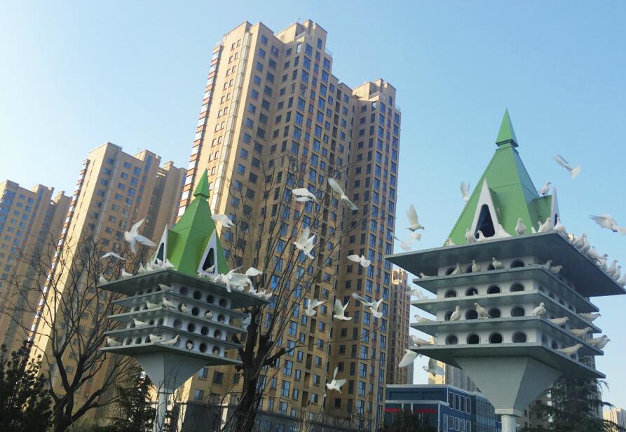 济南西部新城添新景 200余只广场白鸽吸引市民观赏
