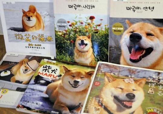 日柴犬出席见面会鼓舞大地震受灾人员 天然移动表情包星范十足