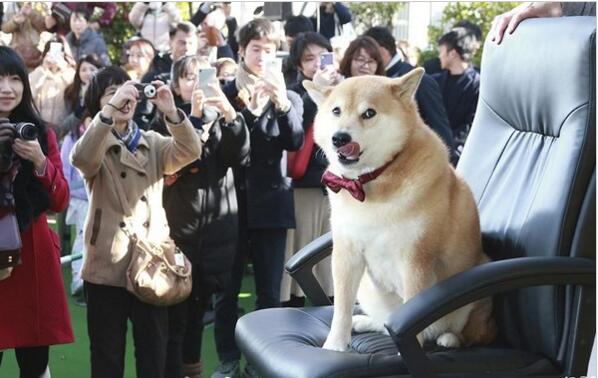 人不如狗?日柴犬出席见面会 9岁狗狗坐拥260万粉丝星范十足