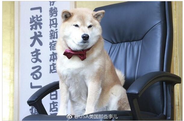 人不如狗?日柴犬出席见面会 9岁狗狗坐拥260万粉丝星范十足