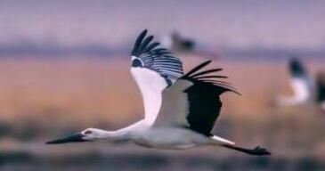 东方白鹳现身山东青岛 为国家一级保护动物全世界不到3000只