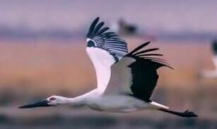 难得一见!东方白鹳现身青岛仅1只 濒危鸟类全世界不到3000只