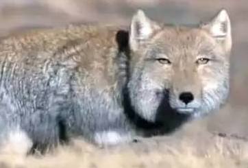 �ຣ����Ұ���غ�¶