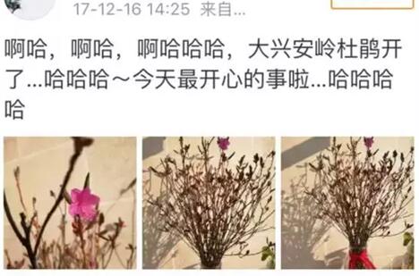 枯木逢春!杜鹃花刷爆朋友圈 20元一束起死回生干枝被指破坏生态