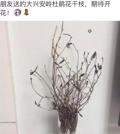 枯木逢春!杜鹃花刷爆朋友圈 20元一束起死回生干枝被指破坏生态
