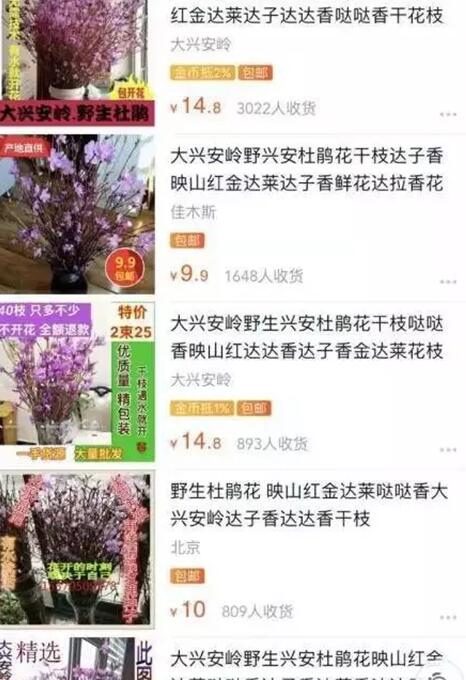 枯木逢春!杜鹃花刷爆朋友圈 20元一束起死回生干枝被指破坏生态