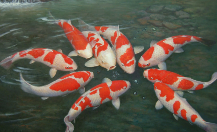 海关截获日本锦鲤23条鱼苗120条 游动的宝石每条值几十万人民币