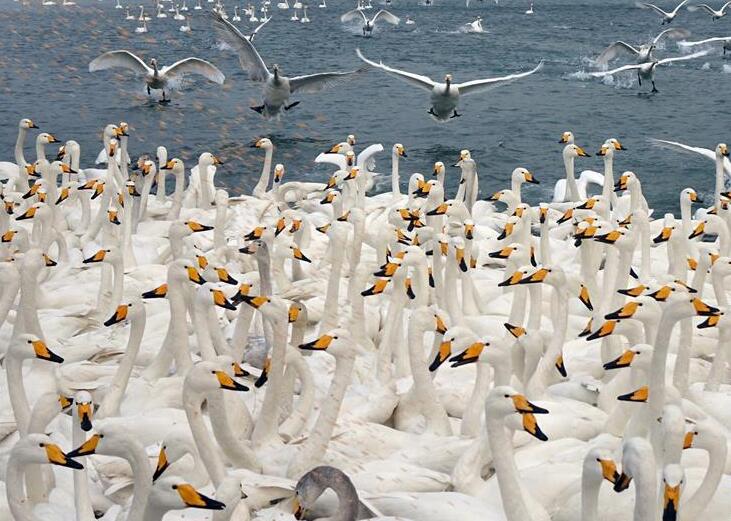 万只天鹅山东栖息越冬 齐聚荣成烟墩角嬉戏充满吉祥充满生机