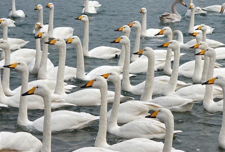 万只天鹅山东栖息越冬 齐聚荣成烟墩角嬉戏充满吉祥充满生机