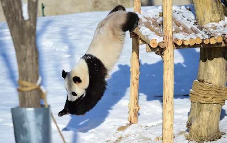 功夫熊猫!辽宁沈阳:大熊猫在雪中嬉戏玩耍享受雪趣