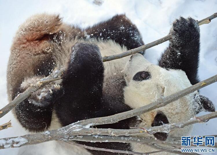 功夫熊猫!辽宁沈阳:大熊猫在雪中嬉戏玩耍享受雪趣