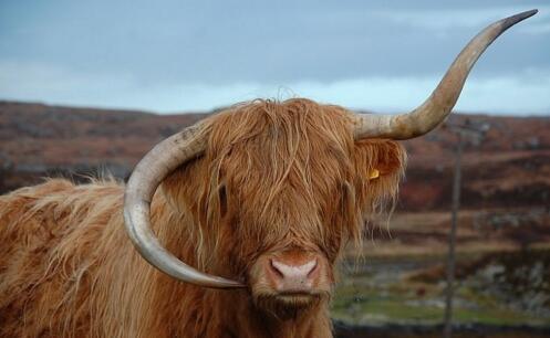 活久见!高原母牛牛角倒长 造型搞怪弧度酷似蓝