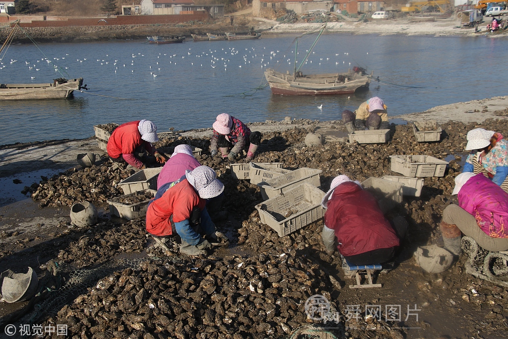 山东威海：妇女海边分拣牡蛎 1小时赚10元