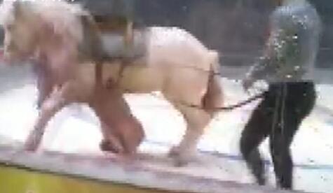 惨不忍睹!马戏团排练出意外 狮子老虎现场疯狂撕咬白马(组图)