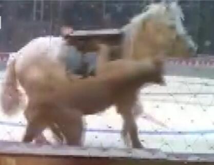 惨不忍睹!马戏团排练出意外 狮子老虎现场疯狂撕咬白马(组图)