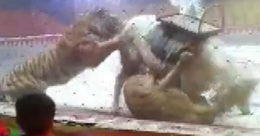 惨不忍睹!马戏团排练出意外 狮子老虎现场疯狂撕咬白马(组图)