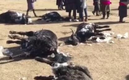 ʹ��!��ţ��������̮��107ͷ���� �����޷�������ʧ64��